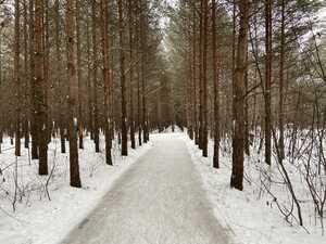 Ice skating trail through forest