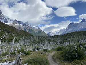 Burned forest with mountains behind