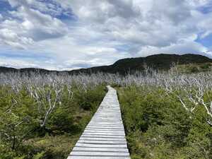 Boardwalk through burned forest