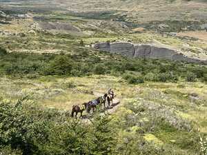 Horses on trail in bushland