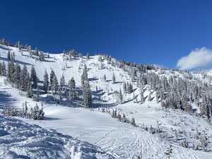 Snowy slope with trees