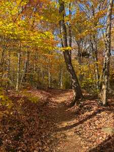 Wooded trail in the fall