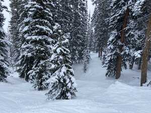 Ski tracks through the woods