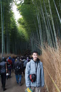 Bamboo forest