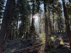 Sun shining through pine forest