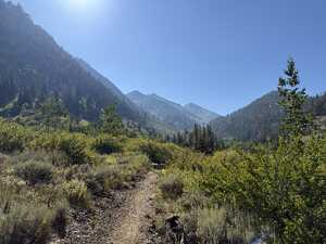 Trail through dry shrubs in wooded valley
