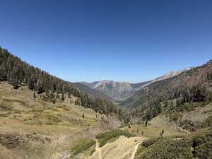 Wooded valley with grass and mountain