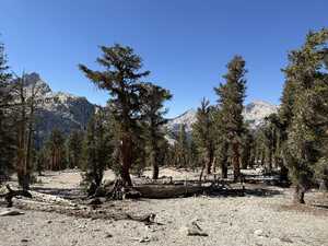 Sparse trees in mountains