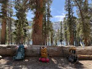 Three backpacks against log in forest