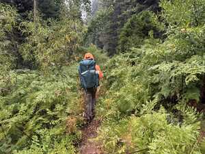 Hiker in orange in green vegetation