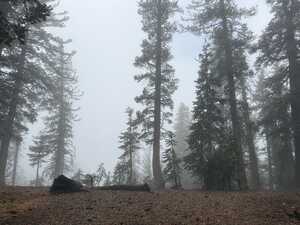 Pine forest in the fog