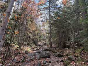 Stony trail through woods in fall