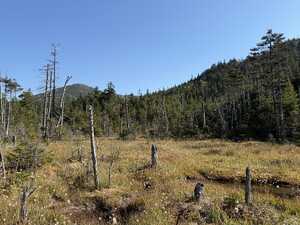 Marshland in front of pine forest