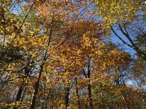 Looking up at leaves with sunlight in fall