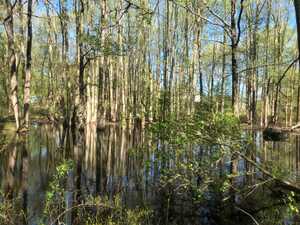 Trees in front of water