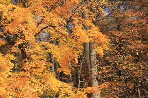 Golden leaves