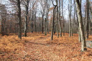 Wood with yellow grass and bare trees