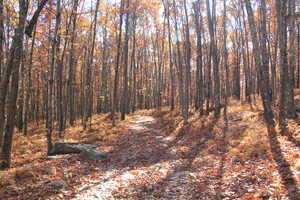 Golden wood in dappled sunlight