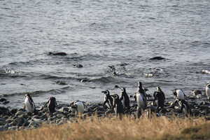 Penguins on shore