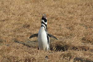 Penguin standing with beak pointed upward