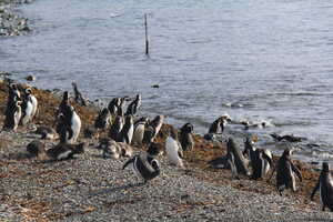 Penguins on stony beach