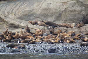 Sea lions on stony beach