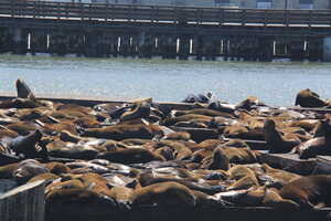 Sea lions on pier in harbor