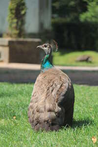 Peahen from behind