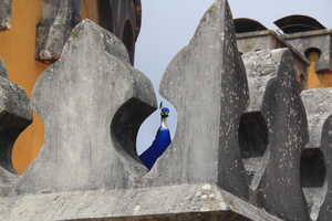 Peacock between ramparts