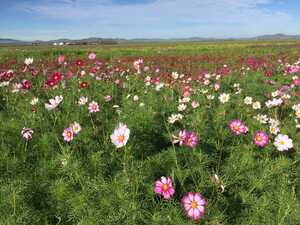 Field of wildflowers