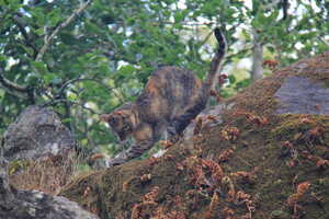 Cat with arched back