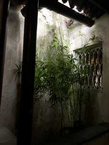 Bamboo in dark corner