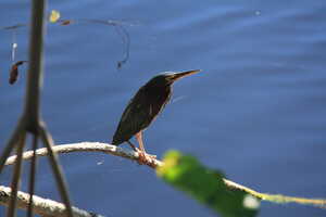 Bird on a branch in front of the water