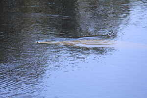 Manatee below the surface of the water