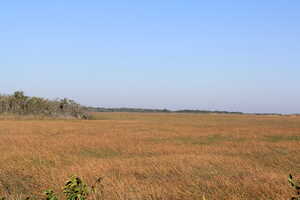 Field of yellow grass below blue sky