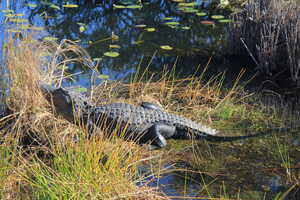 Alligator in sunshine on grasses in marsh