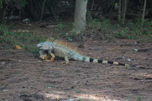 Gray lizard on forest floor