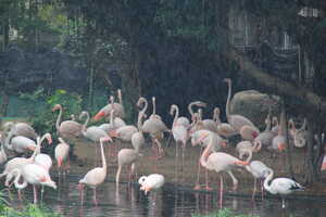 Group of flamingos