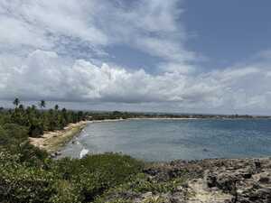 Shoreline with palm trees and buildings