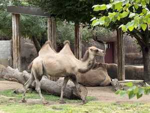 Two-humped camel in front of pillars and trees