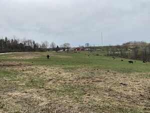 Field with cows