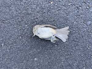 Dead bird on tarmac