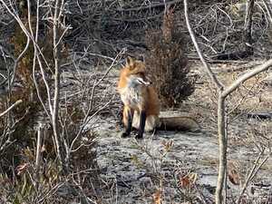 Red fox