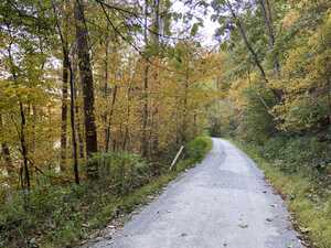 Trail through yellow woods