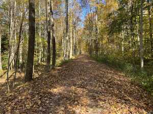 Leaf-covered trail in woods