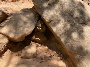 Squirrel inside crevice in rock