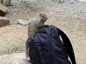 Squirrel on black backpack