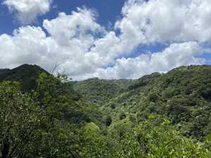 View above rainforest canopy into valley