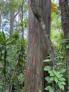 Rainbow eucalyptus tree with bark peeling colorfully