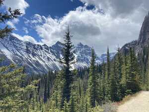 Pine trees in front of mountains